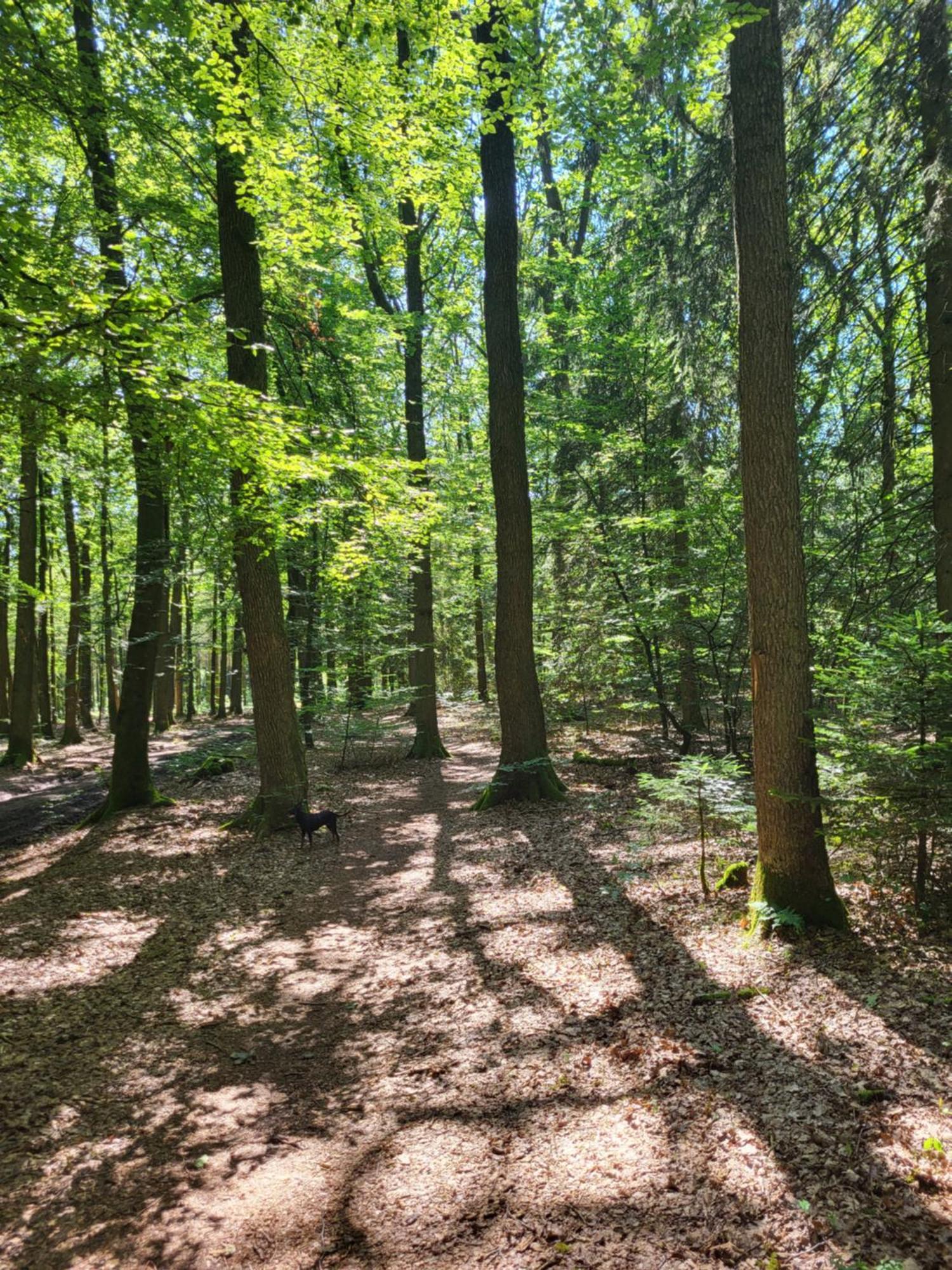 Die Alte Schule Haeuschen St. Vith Exteriér fotografie